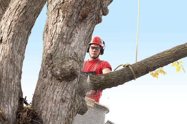 Best Root Management and Removal  in Gillette, WY